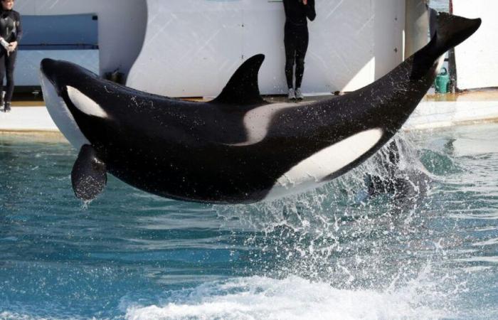 Marineland d’Antibes: el parque prevé un “cierre permanente” el 5 de enero