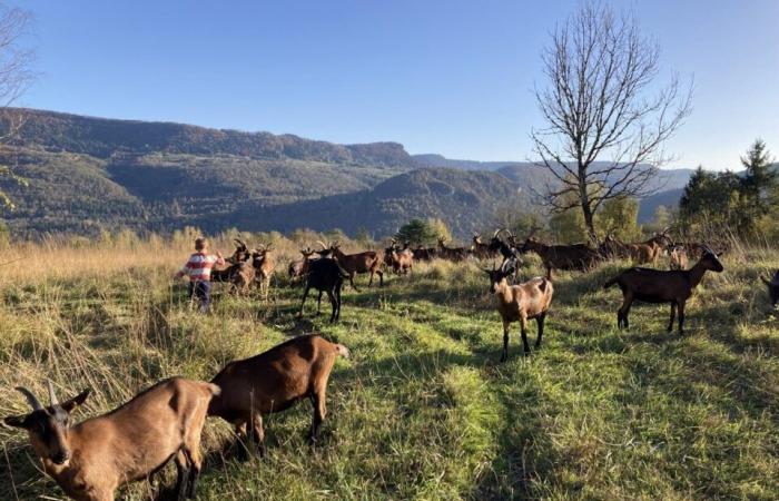 Historia real. Este informático lo dejó todo para convertirse en criador de cabras en el Jura