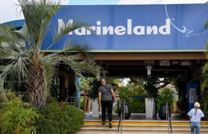 Antibes: el famoso parque Marineland corre el riesgo de cerrar sus puertas en enero de 2025: Noticias