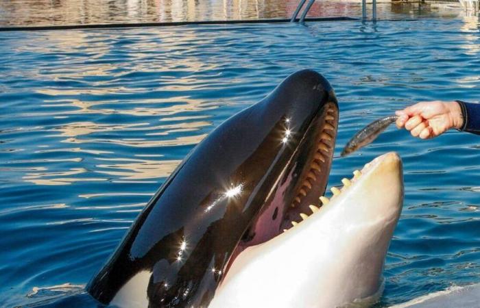 El parque Marineland de Antibes cerrará sus puertas tras la prohibición de espectáculos de cetáceos