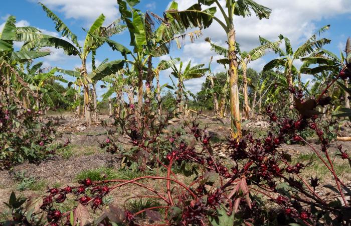 prácticas tradicionales en ayuda de la agricultura