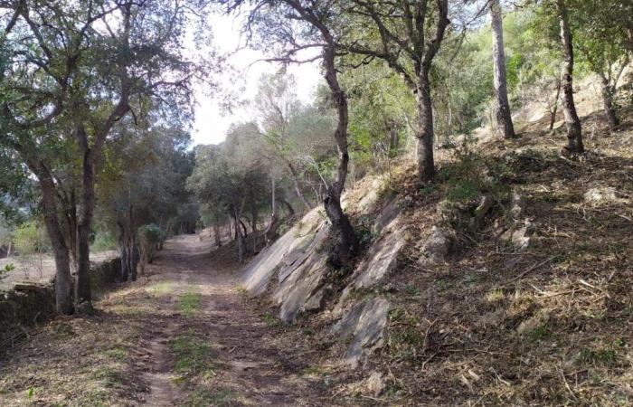 Baleares, ayudas a la prevención de incendios forestales (PIFO) 2024