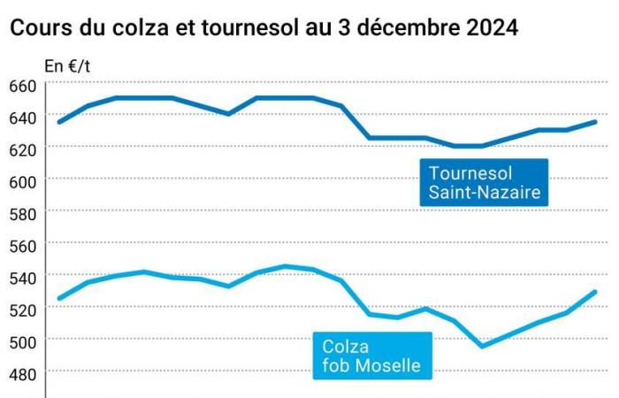 COTidienne | Semillas oleaginosas – Aumento de los precios de la colza tras el petróleo y los aceites vegetales