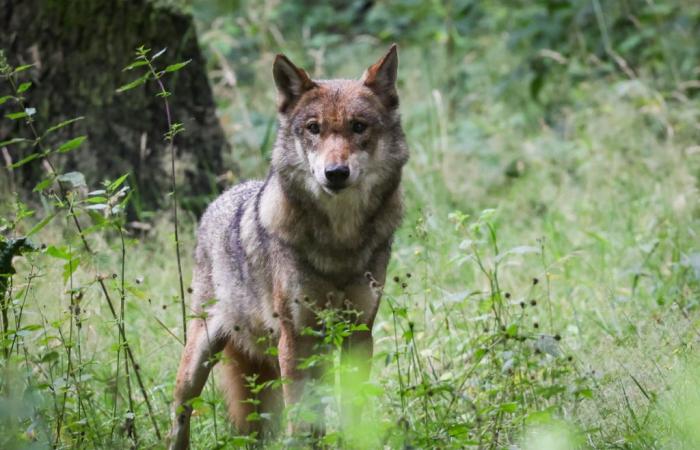 Senadores jubilosos tras decisión sobre protección de lobos