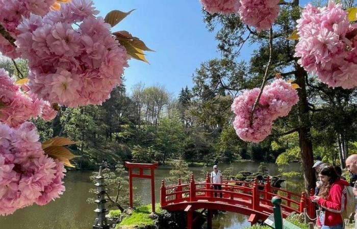 Este parque de Maine y Loira vuelve a batir su récord de asistencia