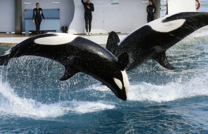 ¿Qué será de las dos orcas y los miles de animales del parque marino más grande de Europa? – Liberación