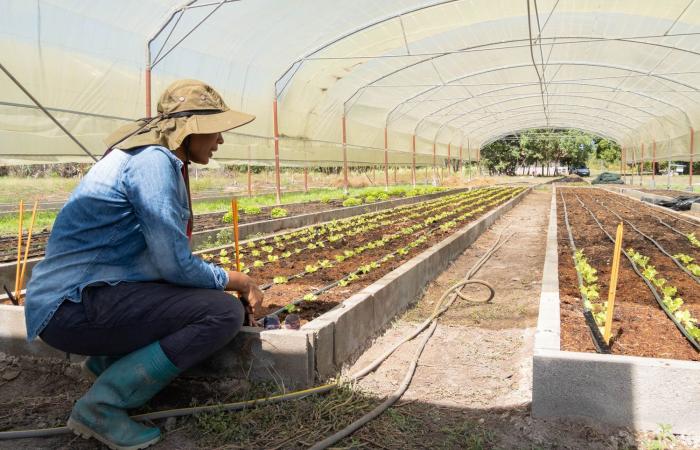 prácticas tradicionales en ayuda de la agricultura