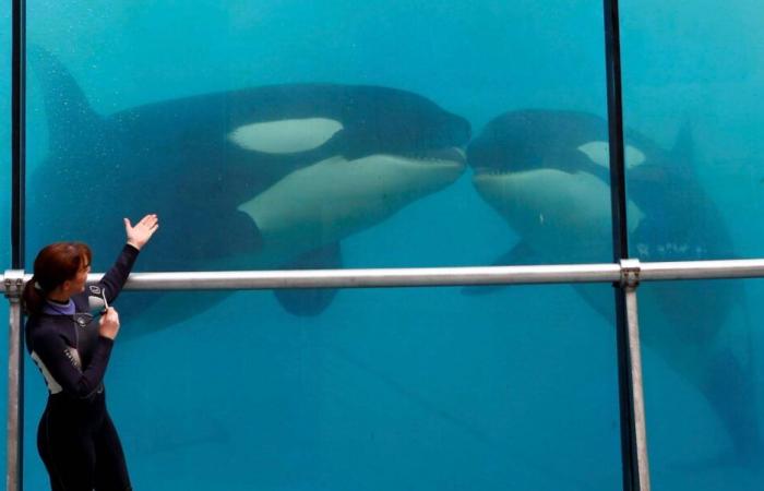 “Con gran emoción y profunda tristeza…”: Marineland anuncia cierre definitivo el 5 de enero