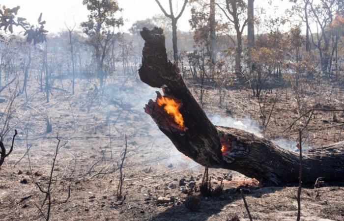 Los datos de incendios forestales en Galicia en 2024 son los mejores de los últimos 10 años