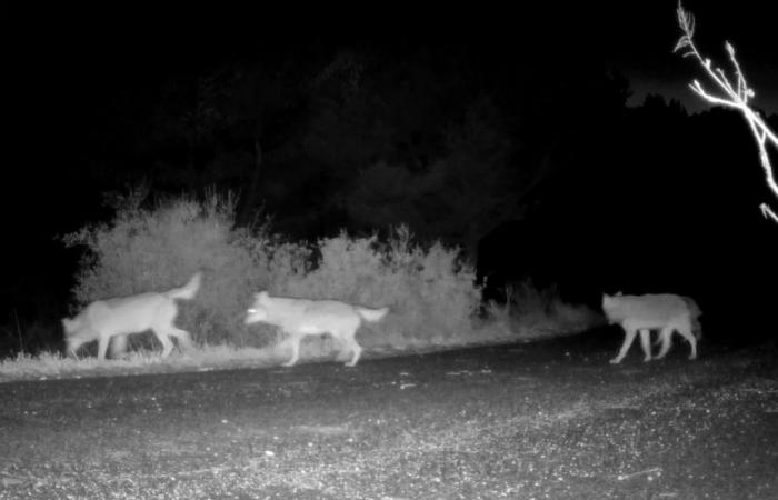 Prometió 1.000 euros a “quien traiga un lobo muerto”, la Coordinación Rural de Alto Vienne ante los tribunales