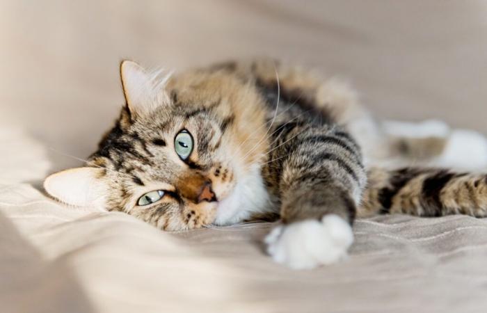 Desaparecido durante cinco meses, el gato de Noa regresa el día de su cumpleaños