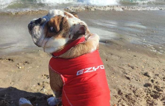 Después de quemar a su perro con un secador de pelo, ya no podrá tener animales