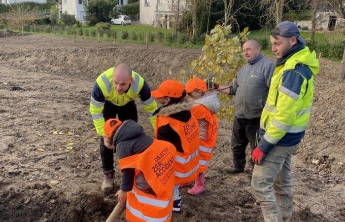 Si el día de Santa Catalina toda la madera echa raíces, el día de San Eloi los escolares plantan con alegría