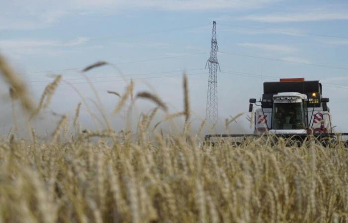 Rusia, primer proveedor mundial de trigo, recalibra sus exportaciones