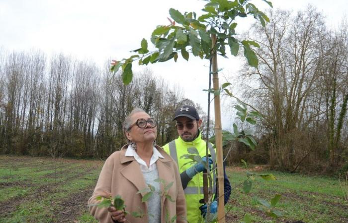 Este municipio de Gironda ha decidido crear un bosque muy cerca de su centro urbano