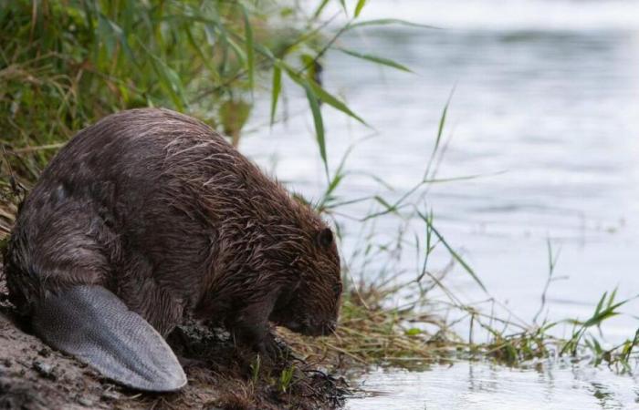 El castor europeo vuelve al Eure: “En términos de biodiversidad, es bastante beneficioso”