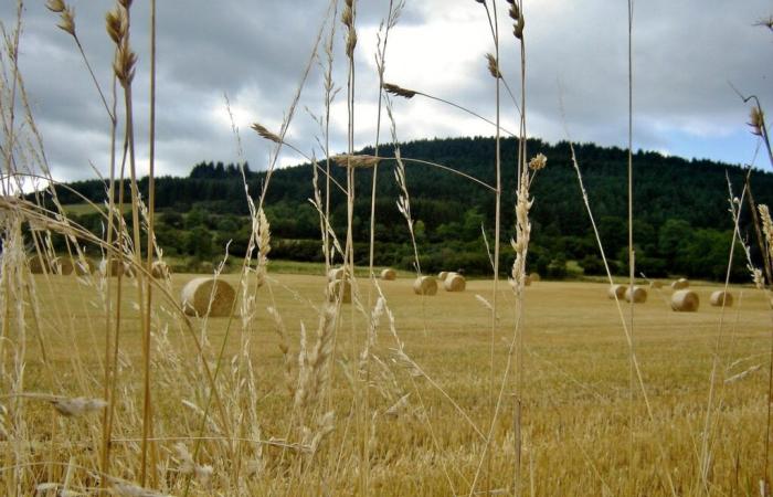 Ligera subida del precio de las tierras agrícolas en el Jura