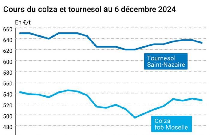 COTidienne | Semillas oleaginosas – Evolución de los precios de las semillas oleaginosas en orden disperso en el mercado mundial