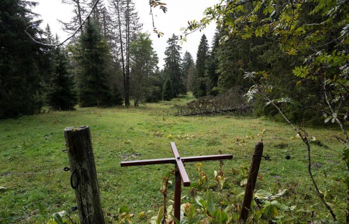 Política: un crédito de emergencia para los bosques de Sainte-Croix