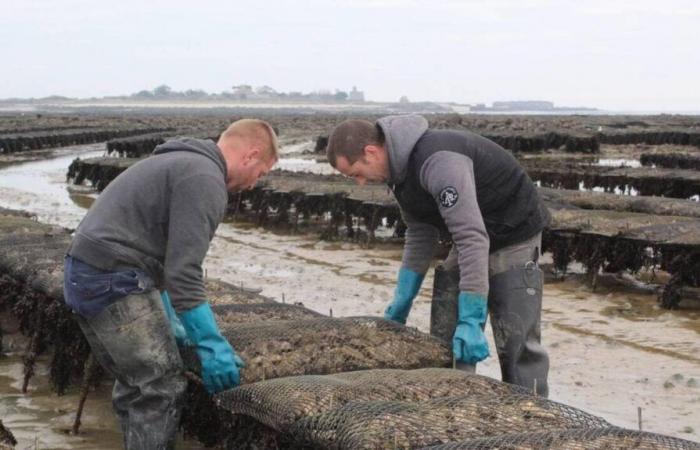 En el Canal de la Mancha está prohibido recolectar ostras en la playa