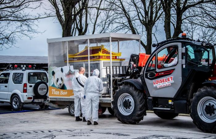 Fuerte emoción en Pairi Daiza: los tres pandas nacidos en Bélgica se dirigieron a China ante un gran público