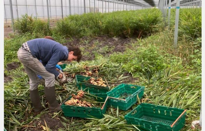 Jengibre cultivado en las Landas