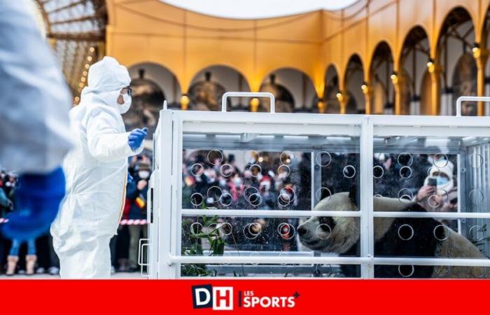 Fuerte emoción en Pairi Daiza: los tres pandas nacidos en Bélgica se dirigieron a China ante un gran público