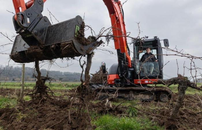 Crisis del vino en Gironda, plan de desarraigo, lucha contra las vides en barbecho… ¿Dónde estamos?