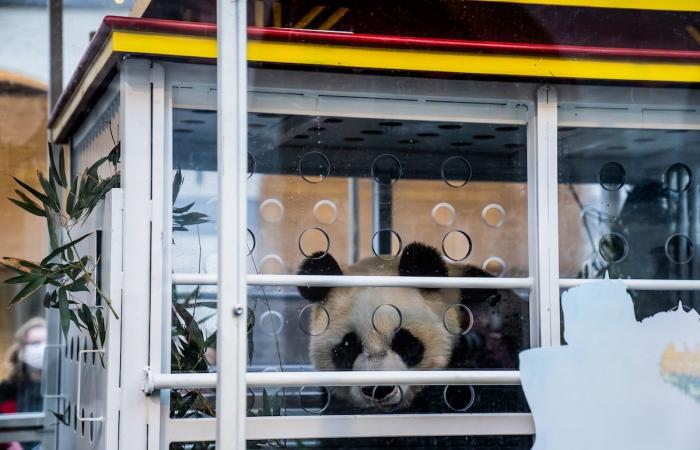 Fuerte emoción en Pairi Daiza: los tres pandas nacidos en Bélgica se dirigieron a China ante un gran público