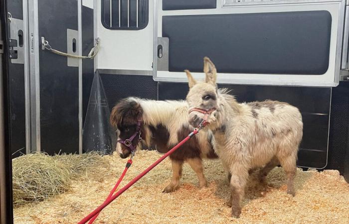 ¿Qué es PetNavette, la empresa de transporte de animales en miniatura del Marne?