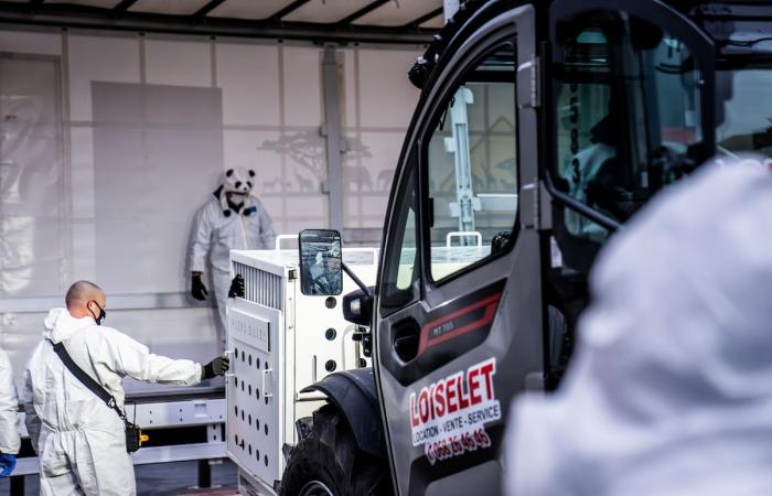 Fuerte emoción en Pairi Daiza: los tres pandas nacidos en Bélgica se dirigieron a China ante un gran público