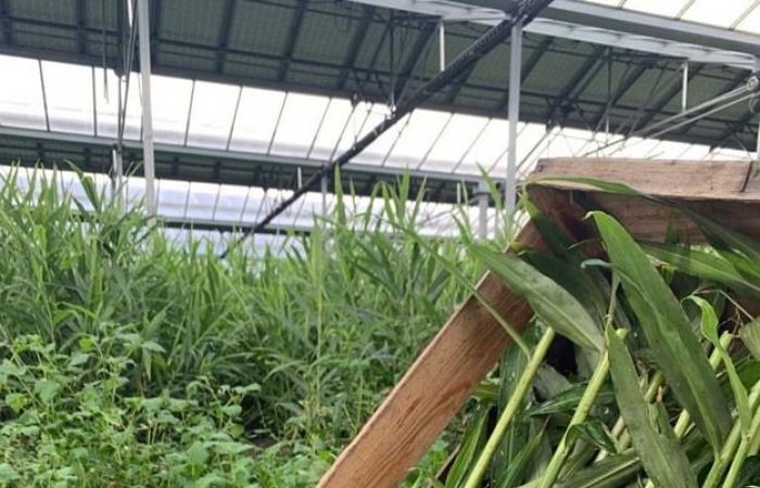 Jengibre cultivado en las Landas