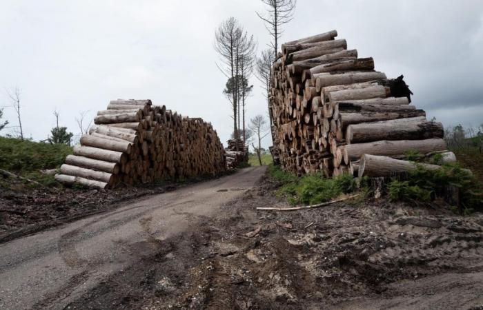 9 millones de euros de madera quemada se repartirán entre usuarios y propietarios