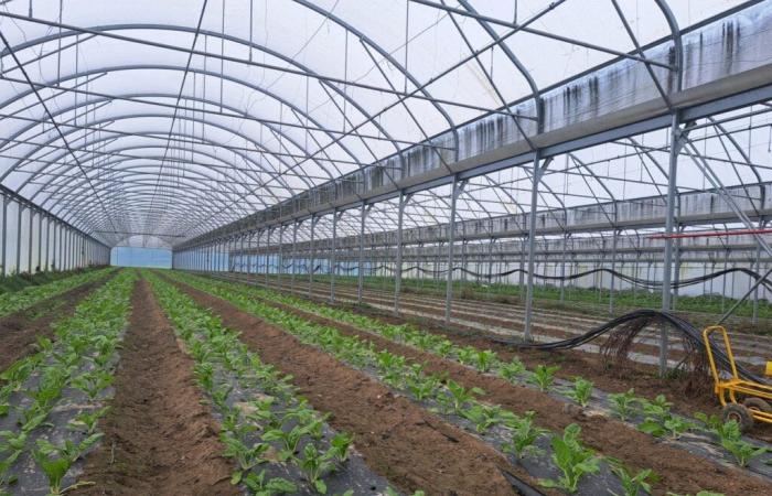 Nuevo grano de arena para los “tomates ecológicos” de los “invernaderos industriales” de Vendée