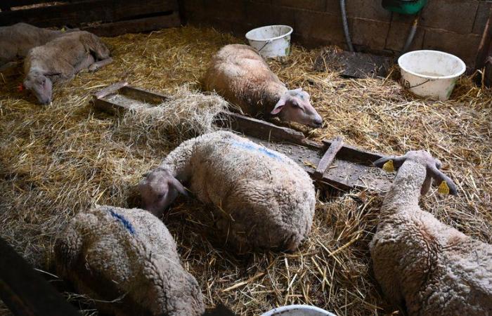 “Es el equivalente a Covid”. Las dramáticas consecuencias de la enfermedad de la lengua azul en la ganadería del Tarn