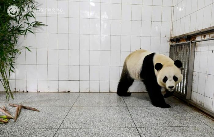 Pairi Daiza: ¡Tian Bao, Bao Di y Bao Mei han puesto un pie en China! (fotos)