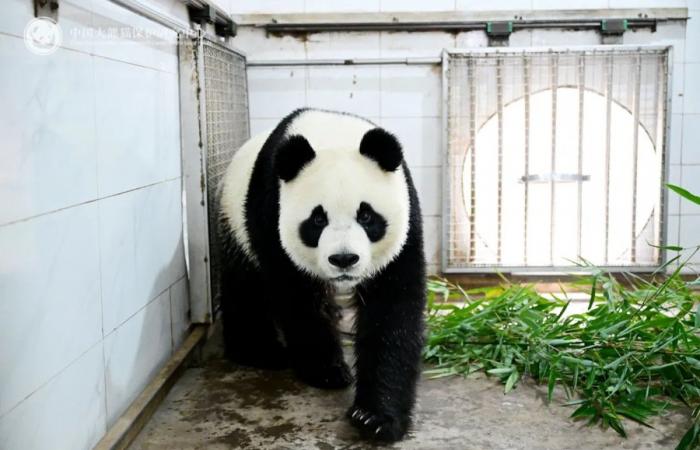 Pairi Daiza: ¡Tian Bao, Bao Di y Bao Mei han puesto un pie en China! (fotos)