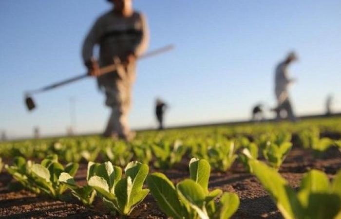 La OCDE prevé una aceleración del crecimiento económico del 4% en 2025 en Marruecos – AgriMaroc.ma