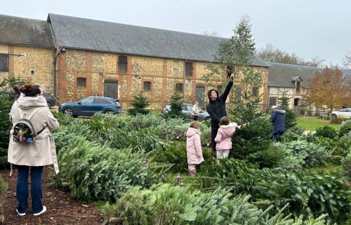 Cerca de Pacy-sur-Eure. La fiebre por los árboles de Navidad ha comenzado en Cormier