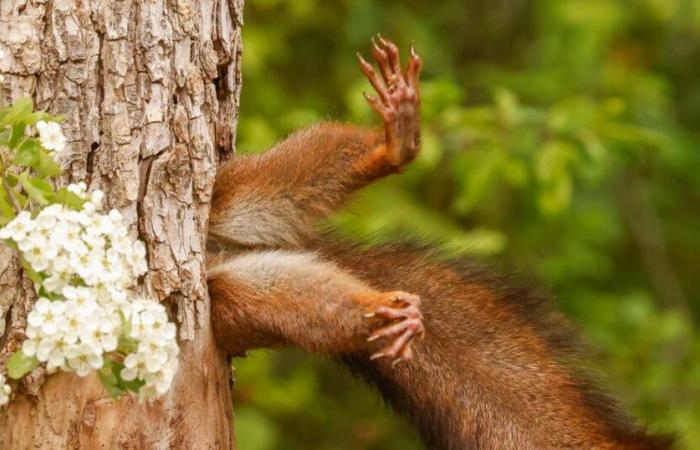 Ardilla atrapada en un tronco, águila despeinada… ya se han elegido los ganadores de los Comedy Wildlife Photography Awards 2024