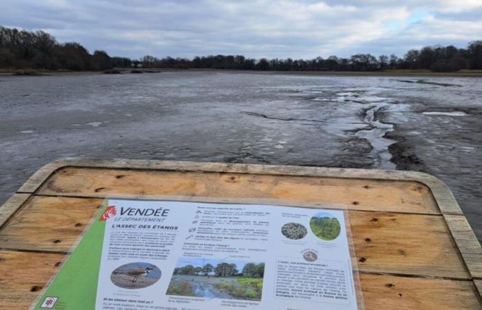 EN FOTOS – En Vendée, la ciudad de los pájaros se renueva