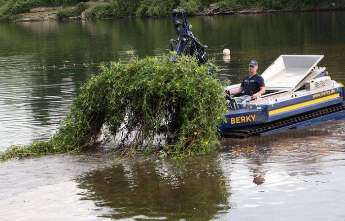 VIDEO. Un revolucionario “depósito fluvial” de 300.000 euros para salvar las aguas del Lot de una planta invasora