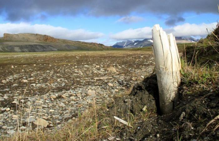 En el Ártico, los incendios aumentan y contribuyen al círculo vicioso del cambio climático