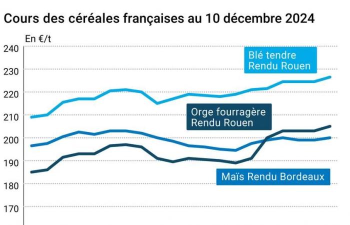 COTidienne | Cereales: los precios del trigo blando y del maíz aumentan en Euronext y en el mercado físico tras un informe alcista del USDA