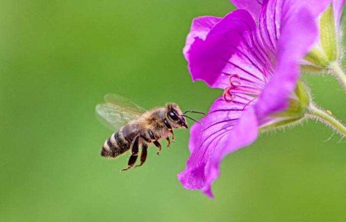 Mosa. Una escuela alternativa obtiene el segundo lugar en el concurso regional por la biodiversidad