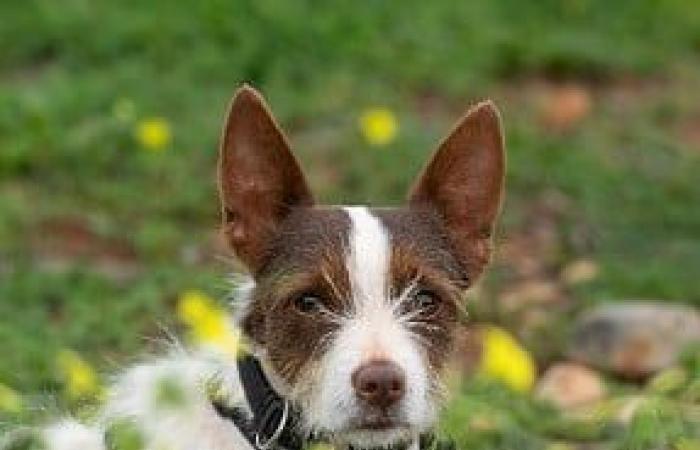 Necesidad urgente de hogares de acogida para perros como Casper y Bonnie