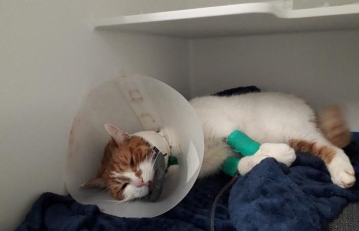 Su gato resulta gravemente herido a balazos, ¿quién culpa a su animal?