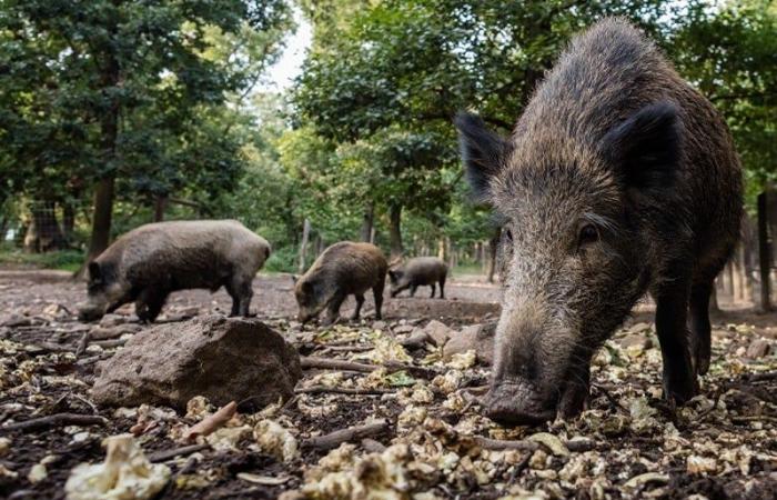 Las denuncias de Tarka Nchuka alertan a los cerdos