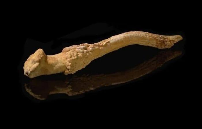 Adoración primitiva: evidencia de ritos prehistóricos hace 35.000 años en el norte de Israel