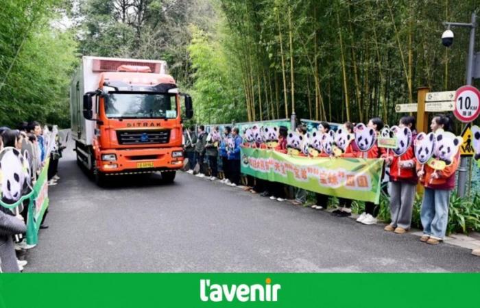 Pairi Daiza: ¡Tian Bao, Bao Di y Bao Mei han puesto un pie en China! (fotos)